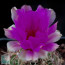 Thelocactus bicolor, primo piano del fiore.