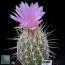 Thelocactus bicolor var. bolansis, esemplare intero.