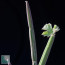 Cissus adeyana, particolare dell'apice della pianta.