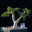Pelargonium dasyphyllum, esemplare adulto (non è l'oggetto di vendita)