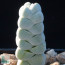 Crassula plegmatoides, immagine dell'intero esemplare.