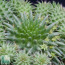 Euphorbia susannae, particolare dell'apice della pianta.