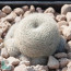 Rebutia heliosa var. teresae, esemplare intero.