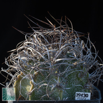 Astrophytum capricorne, whole plant.