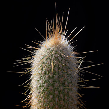 Cleistocactus sp., close up of the plant apex.