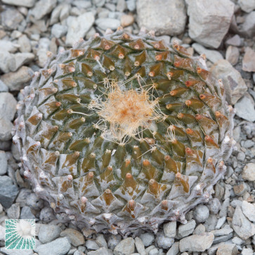 Online sale of a plant of the species Pelecyphora strobiliformis Route 57 to San Luis Potosí, SLP, Mexico., produced in 2009. The specimen measures 4,5 cm in diameter, is on its roots (not grafted) and cultivated in wild style.