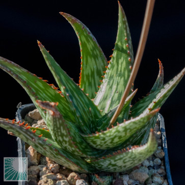 Aloe mcloughlinii, whole plant.