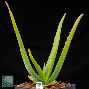 Aloe globuligemma, whole plant.