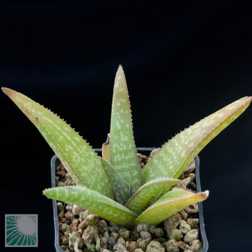Aloe dumetorum, whole plant.