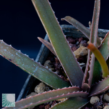 Aloe belavenokensis, close up of the plant apex.
