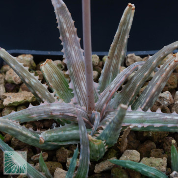 Aloe fleuretteana, image of the whole specimen.