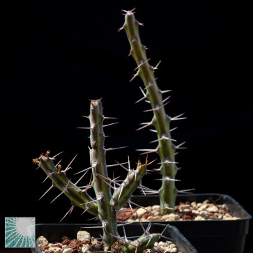 Euphorbia subscandens, immagine dell'intero esemplare.