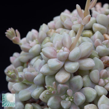Graptopetalum mendozae, mature specimen.  (photography of products not covered by this offer, for descriptive purposes only)