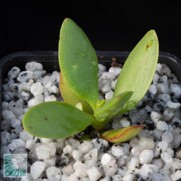 Crassula mollis, plants for sale • Mondocactus nursery.