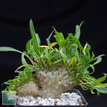 Pachypodium lamerei f. fiherensis Flying Dragon, whole plant.