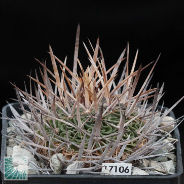 Online sale of a plant of the species Stenocactus dichroacanthus var. violaciflorus L 1092, produced in 1999. The plant measures circa 6,5 cm in diameter, is rooted (not grafted) and grown wild.