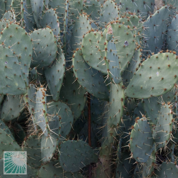 Opuntia alta, detail of the branches.