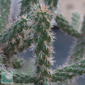 Cylindropuntia spinosior, detail of the branches.