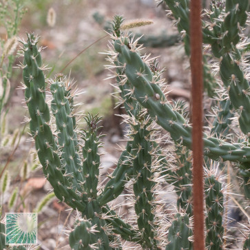 Cylindropuntia viridiflora, detail of the branches.