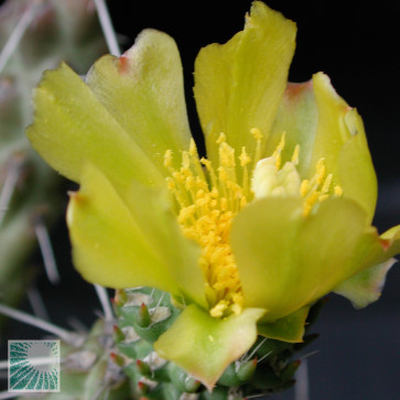 Cylindropuntia whipplei, detail of the flowers.