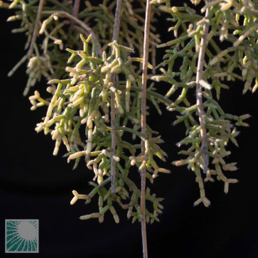 Rhipsalis cereuscula, close-up of the flower.