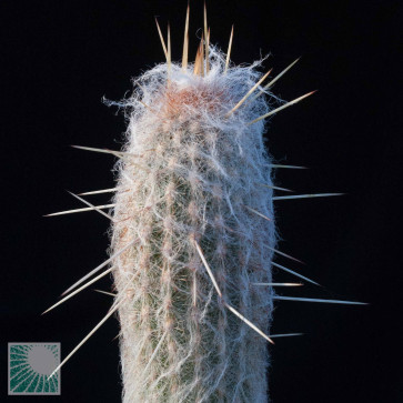 Espostoa lanata ssp. ruficeps, close up of the plant apex