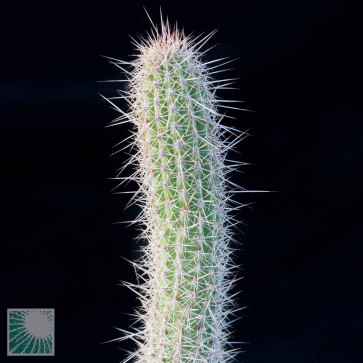 Cleistocactus candelilla, close up of the plant apex