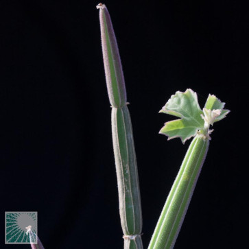 Cissus quinquangularis, close up of the plant apex