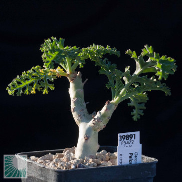 Pelargonium dasyphyllum, mature specimen (it is not the plant offered)
