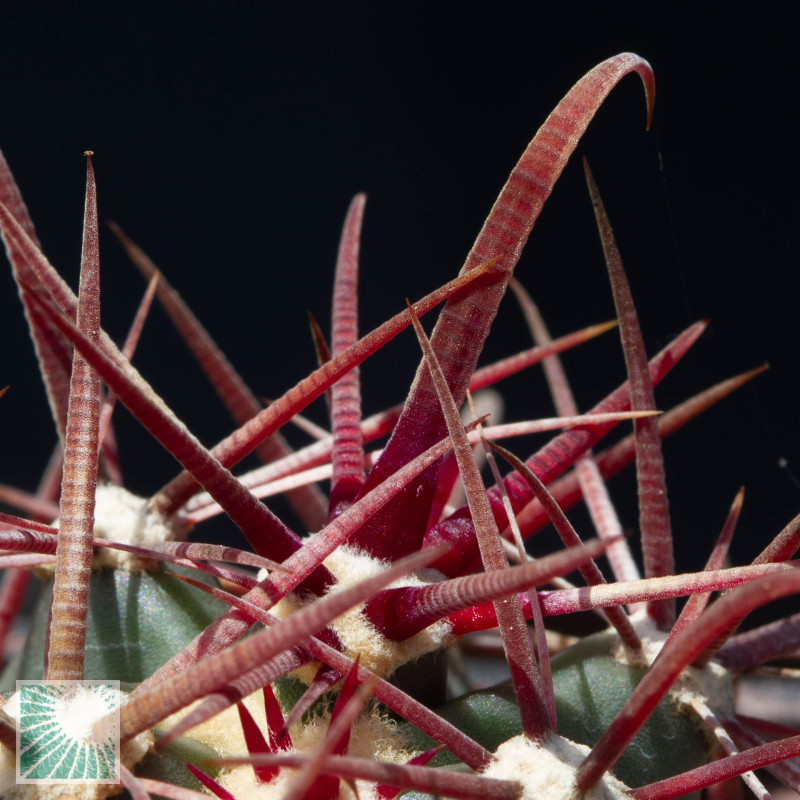 Ferocactus Gracilis Ssp Coloratus Frs14 Plants For Sale Mondocactus Nursery