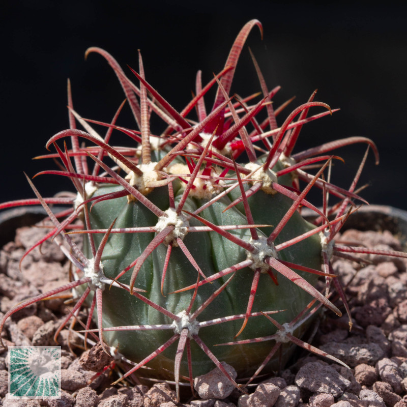 Ferocactus Gracilis Ssp Coloratus Frs14 Plants For Sale Mondocactus Nursery