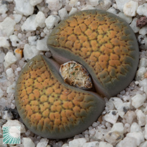 Lithops verruculosa f. inae, image of the whole specimen.