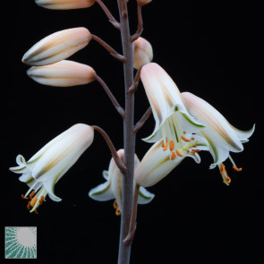 Aloe albiflora f. grandiflora