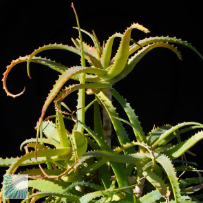 Aloe arborescens var. frutescens