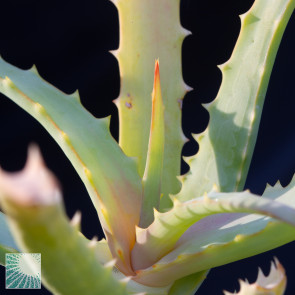 Aloe arborescens var. frutescens, close up of the plant apex.