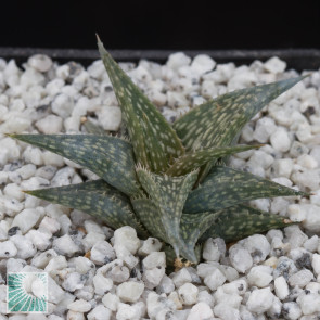 Aloe descoingsii, image of the whole specimen.