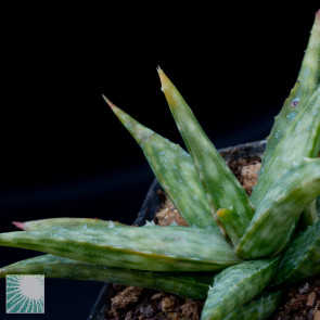 Aloe fragilis, close up of the plant apex.