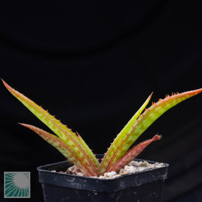 Aloe greatheadii, whole plant.