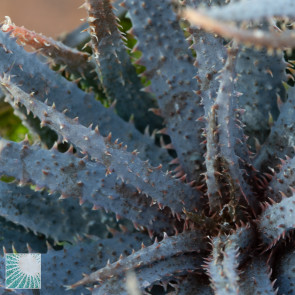 Aloe parvula, close up of the plant apex.