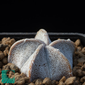 Astrophytum coahuilense, image of the whole specimen.