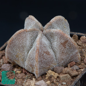 Astrophytum myriostigma, image of the whole specimen.