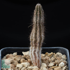 Echinocereus schmollii, whole plant.