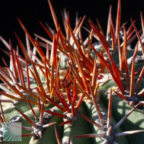 Ferocactus lindsayi, close up of the plant apex.