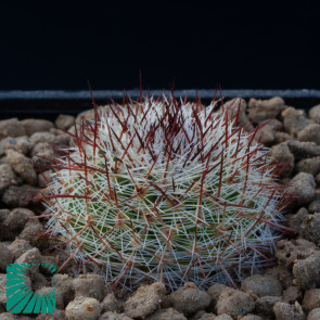 Mammillaria duoformis, image of the whole specimen.