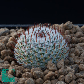 Mammillaria formosa, image of the whole specimen.