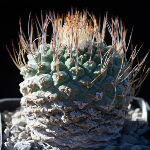 Strombocactus disciformis, whole plant.