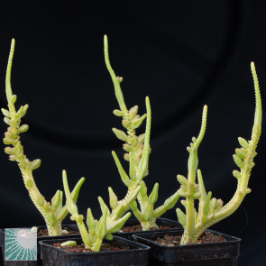 Crassula muscosa, group of plants.
