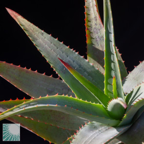 Aloe glauca, close up of the plant apex.  (photography of products not covered by this offer, for descriptive purposes only)