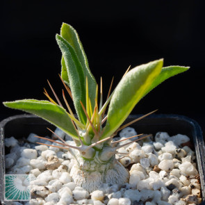 Pachypodium namaquanum, whole plant.