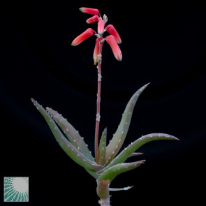 Aloe antandroi, close up of the plant apex.